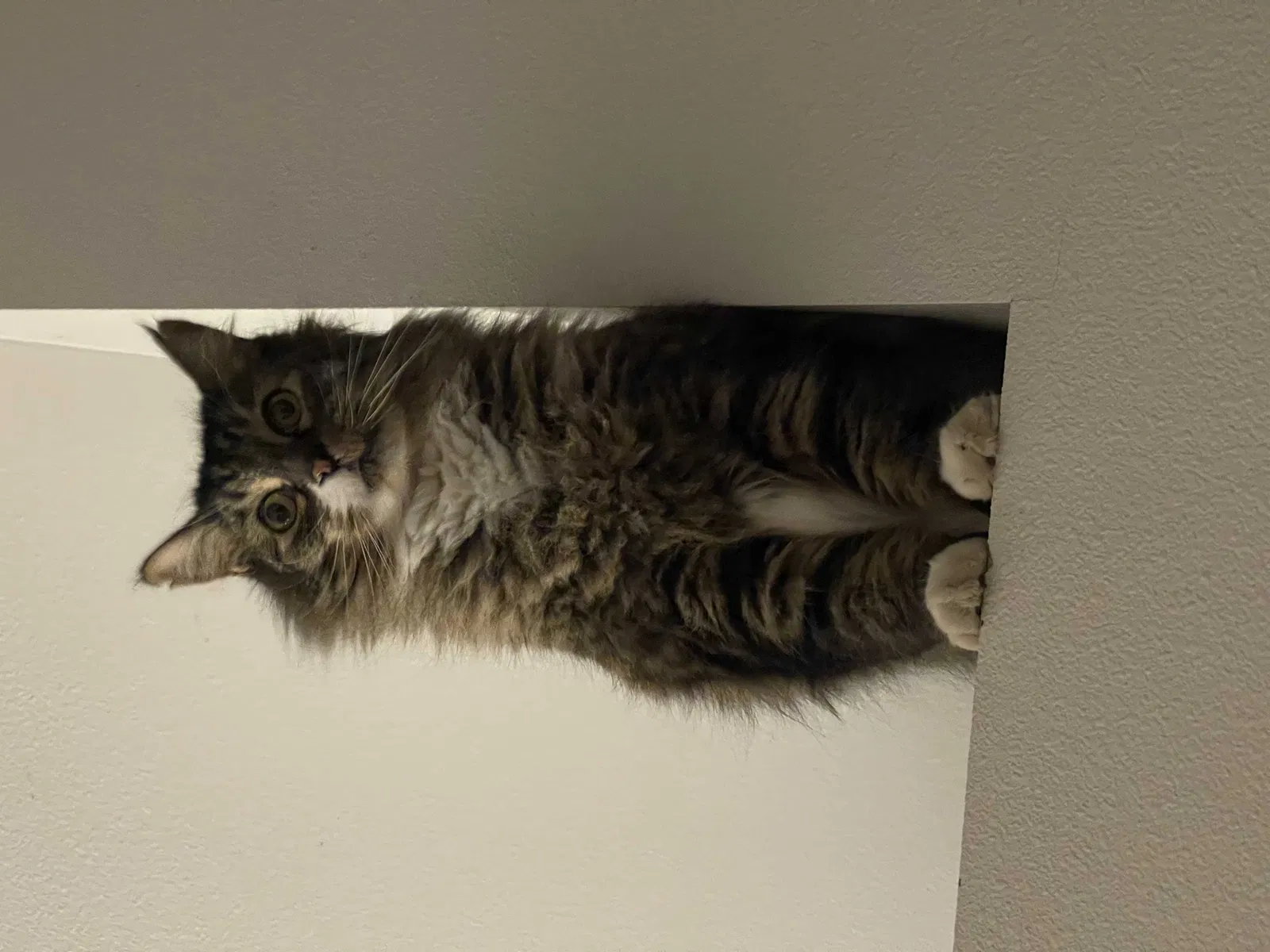 Lost cat in Boise, ID, 83713