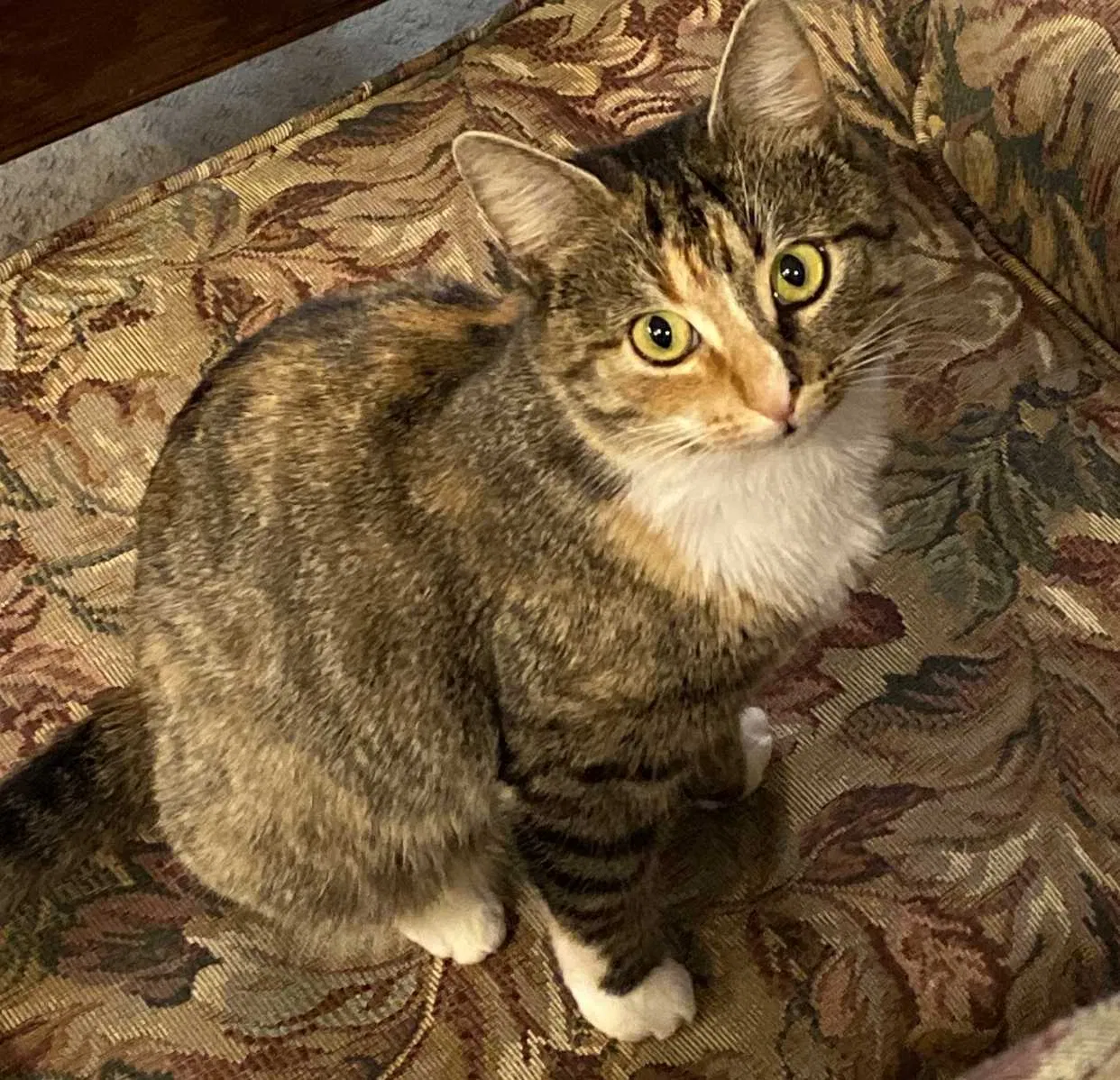 Lost cat in Rome, GA, 30165