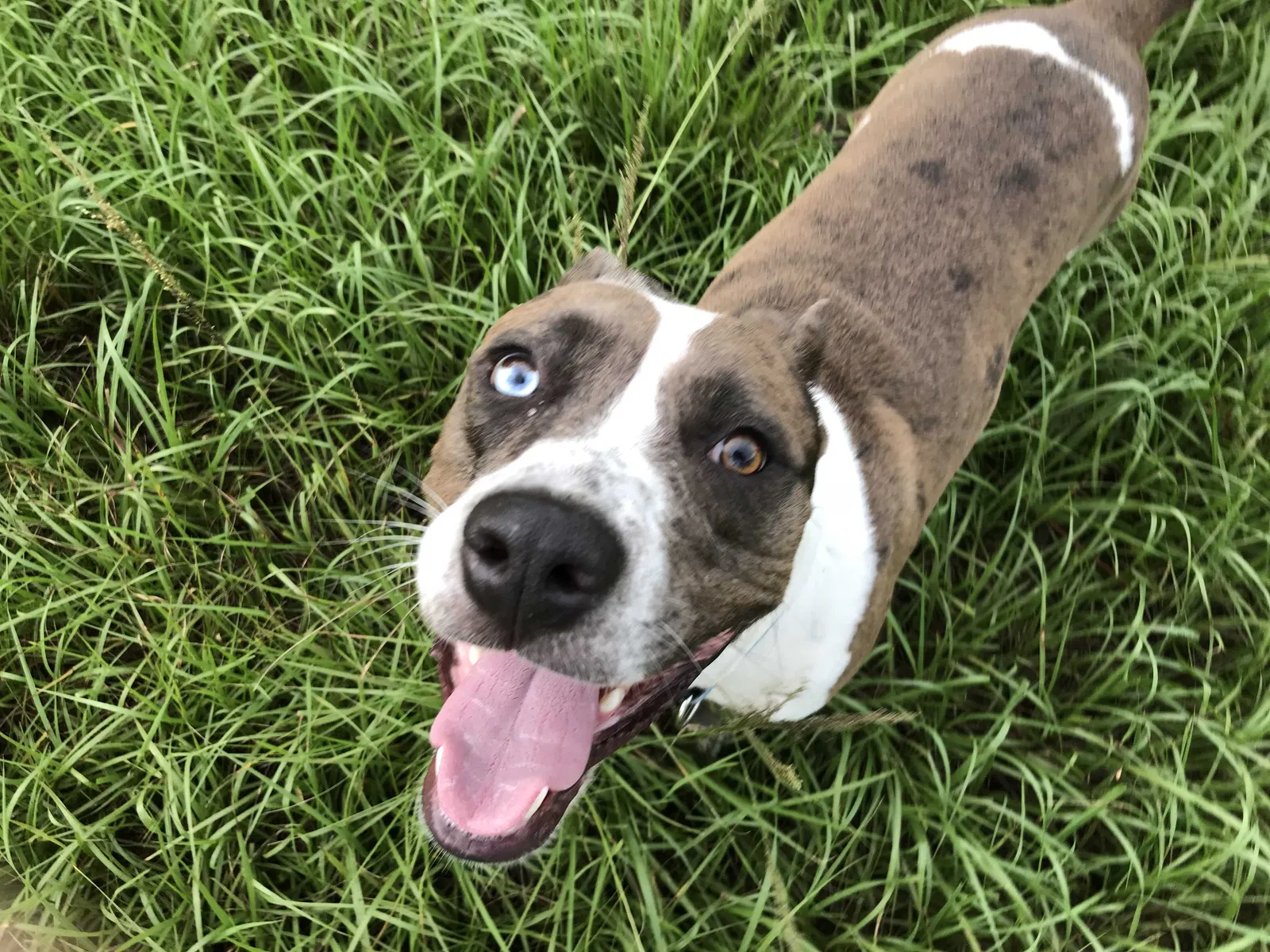 Lost dog in Wolfforth, TX, 79382