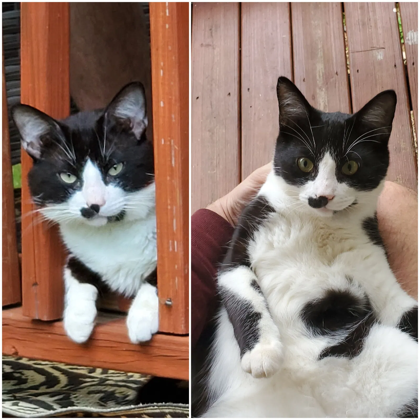 Lost cat in Hogansville, GA, 30230