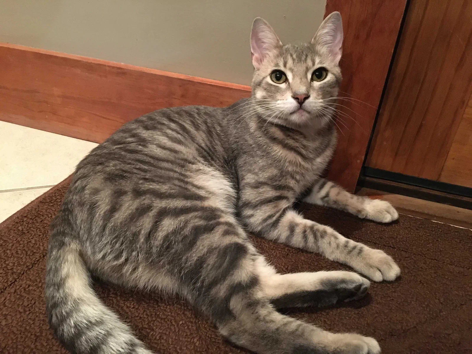Lost cat in Jacksonville, IL, 62650