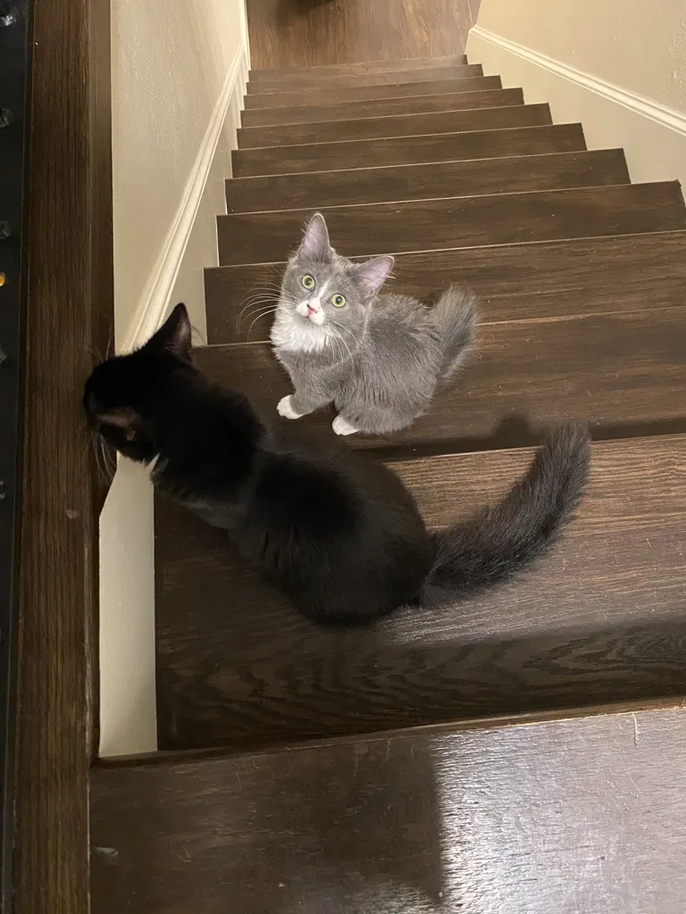 Lost cat in Spring, TX, 77381