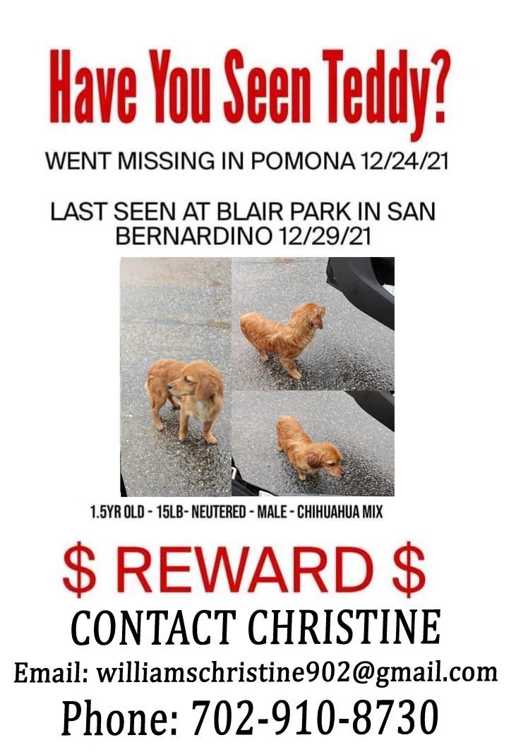 Lost dog in Pomona, CA, 91766