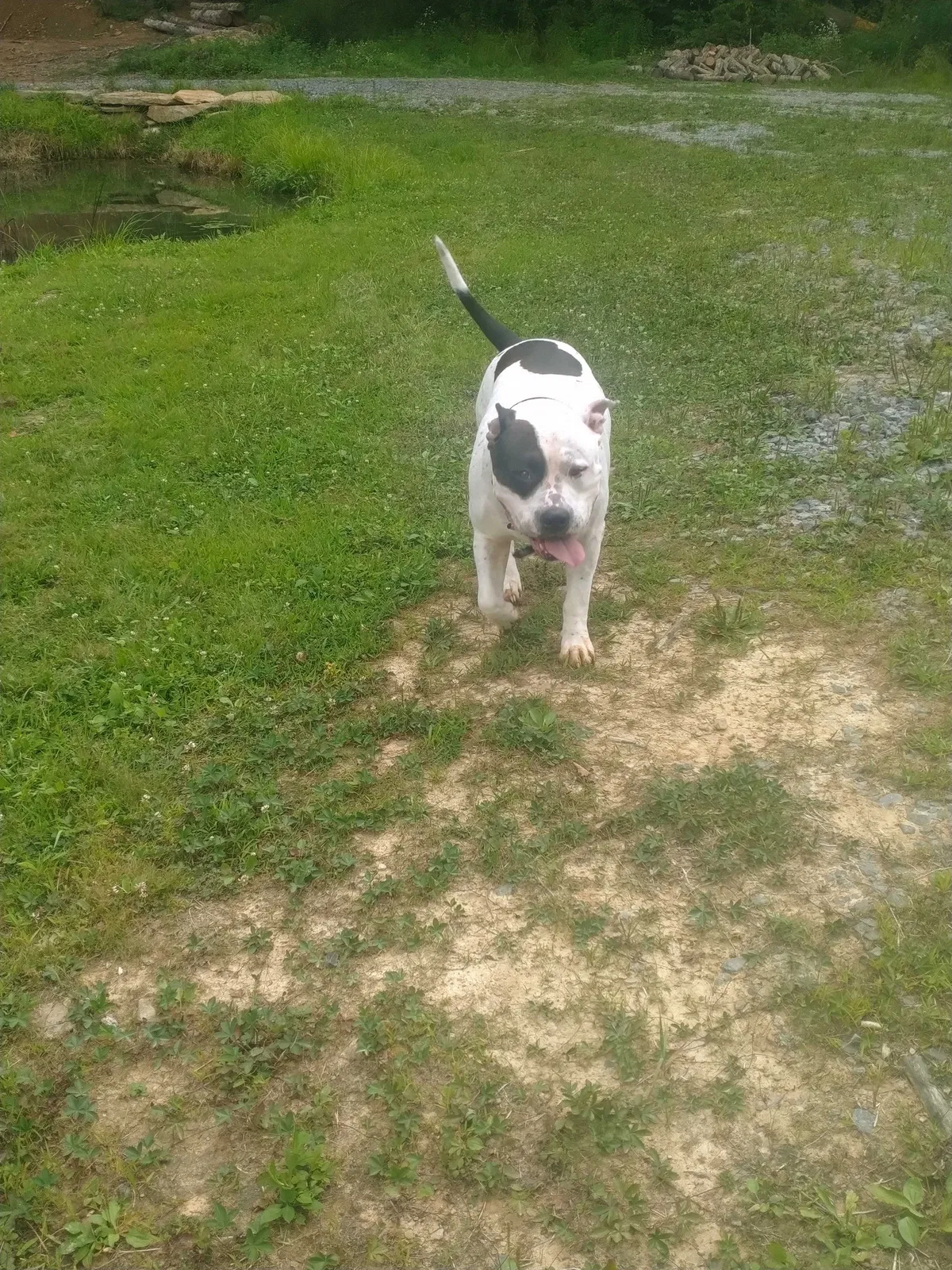 Lost dog in Beaver, WV, 25813