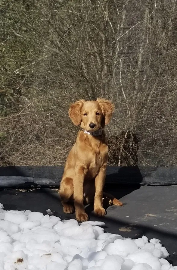 Lost dog in Pfafftown, NC, 27040
