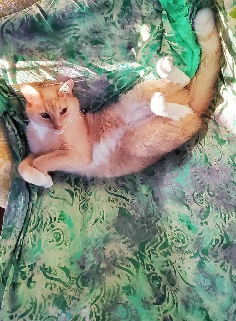 Lost cat in Wilmington, NC, 28405