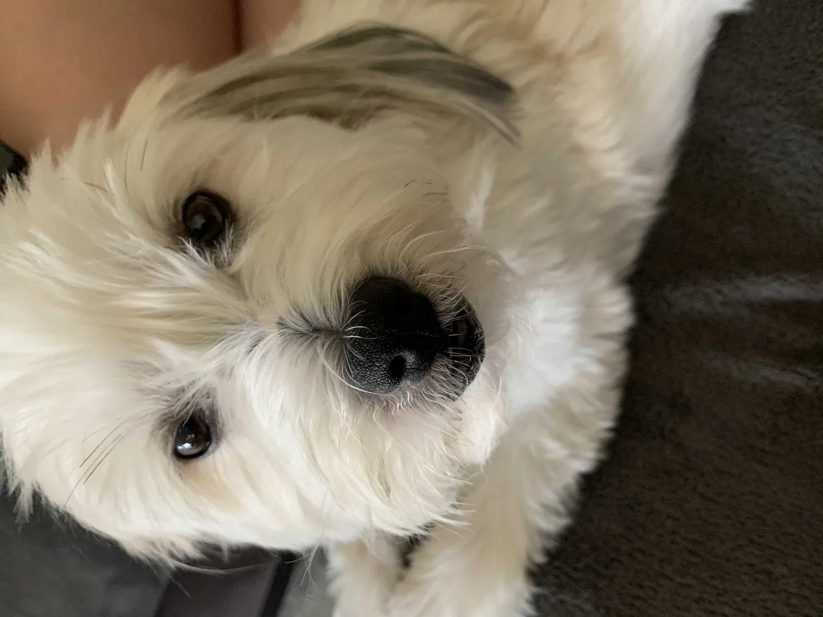Lost dog in Fort Worth, TX, 76108