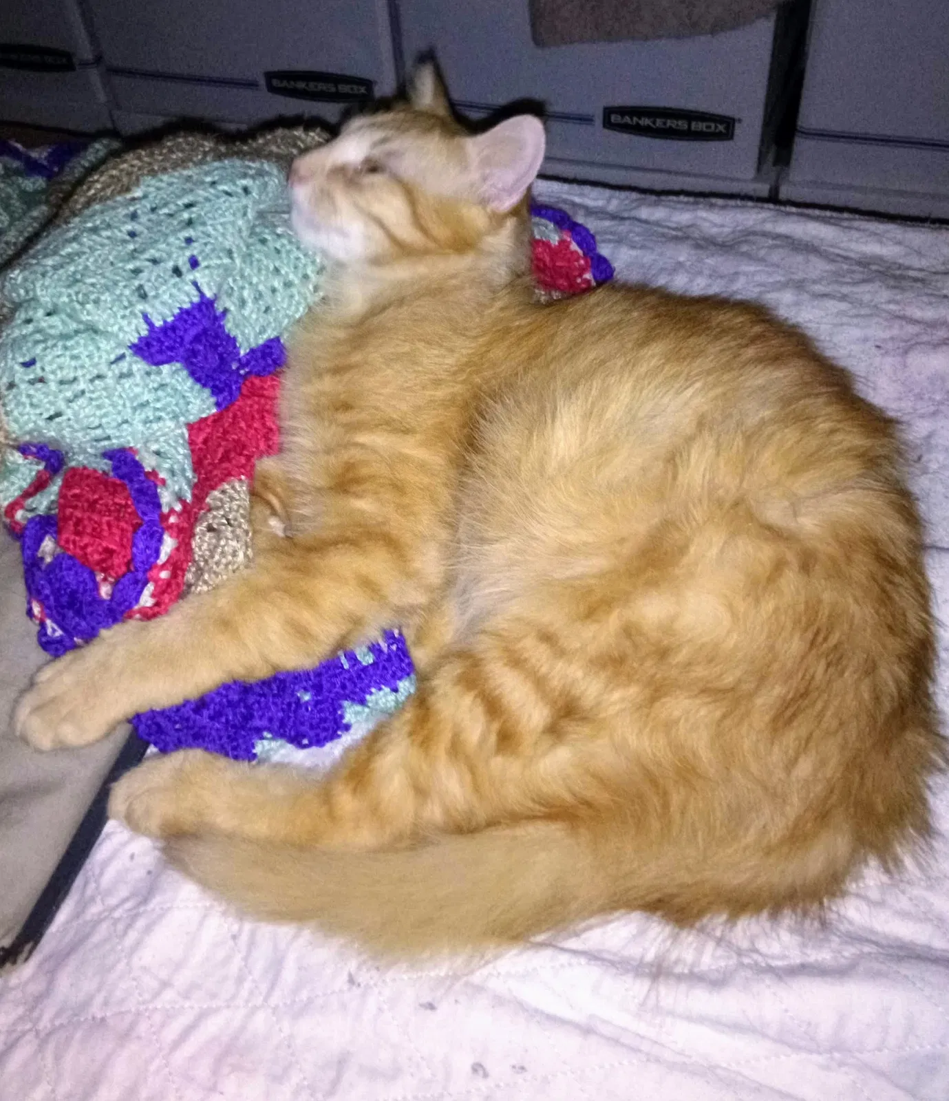 Lost cat in Lafayette, LA, 70506