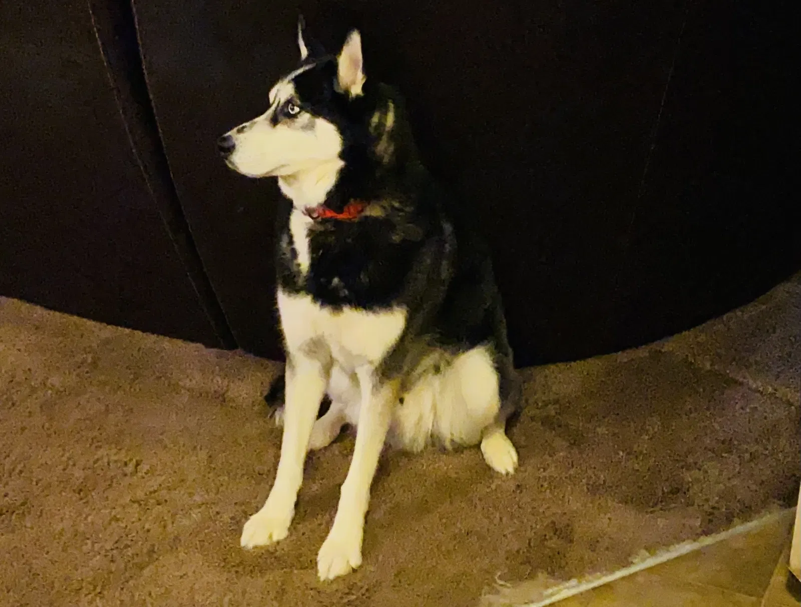 Lost dog in Columbus, OH, 43207