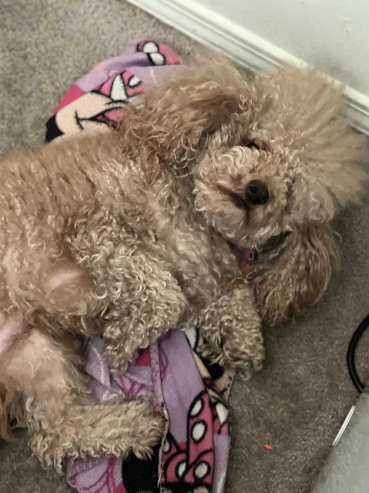 Lost dog in Memphis, TN, 38115