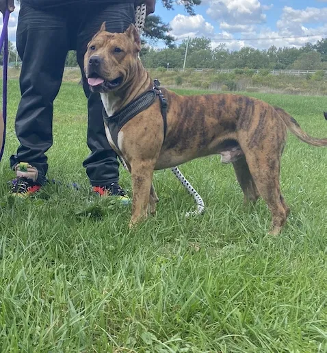 Lost dog in Columbus, OH, 43232