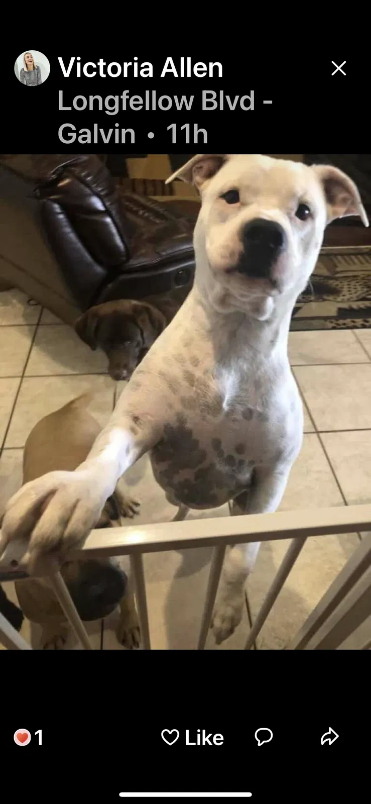 Lost dog in Lakeland, FL, 33801