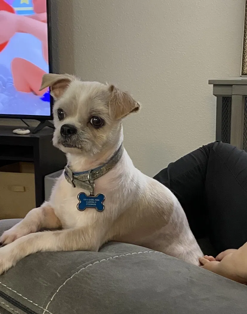 Lost dog in San Antonio, TX, 78242