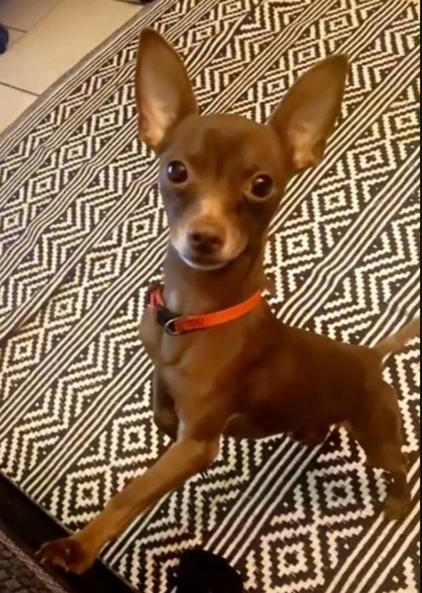 Lost dog in Groveland, FL, 34736