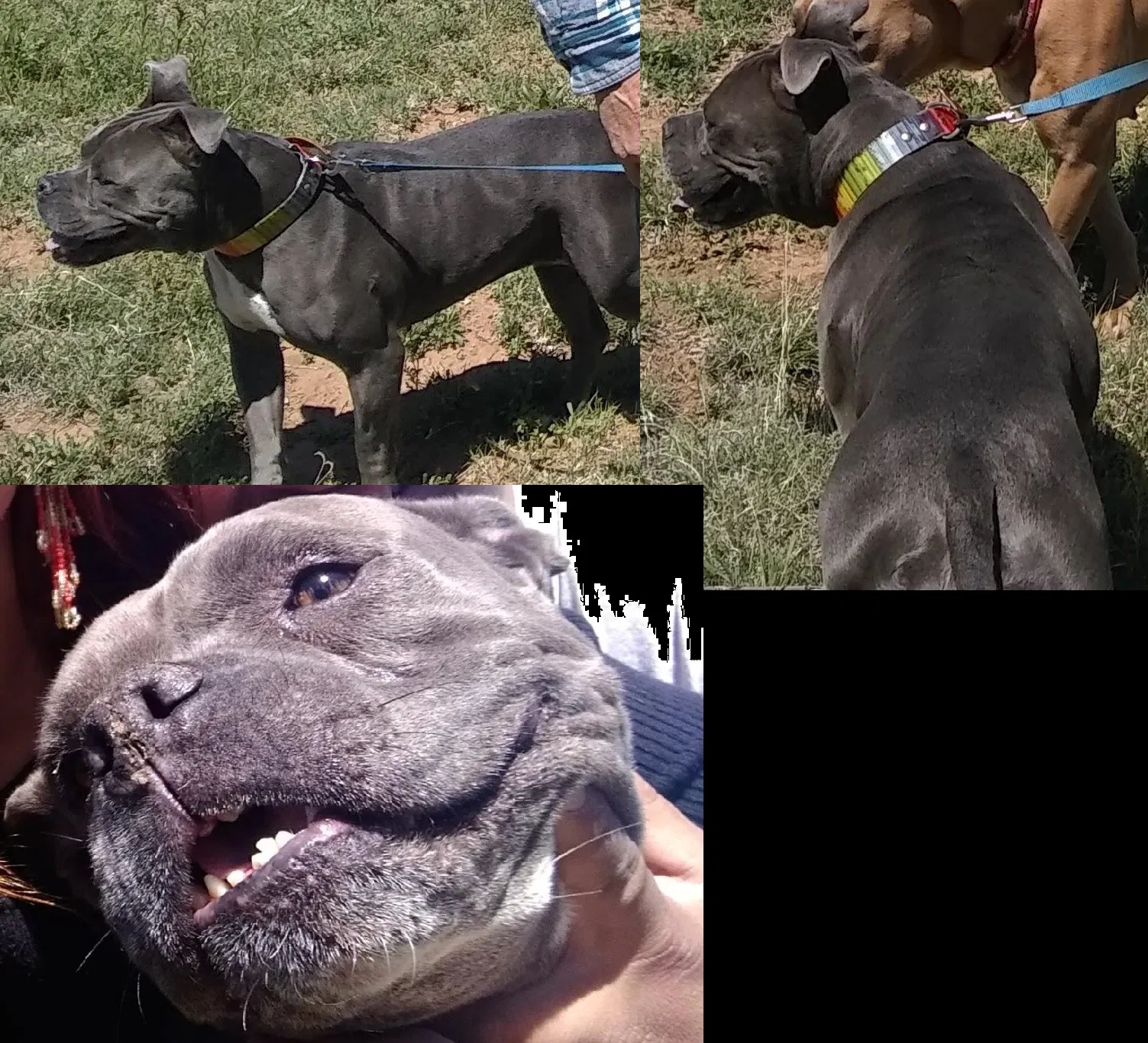 Lost dog in Amarillo, TX, 79107