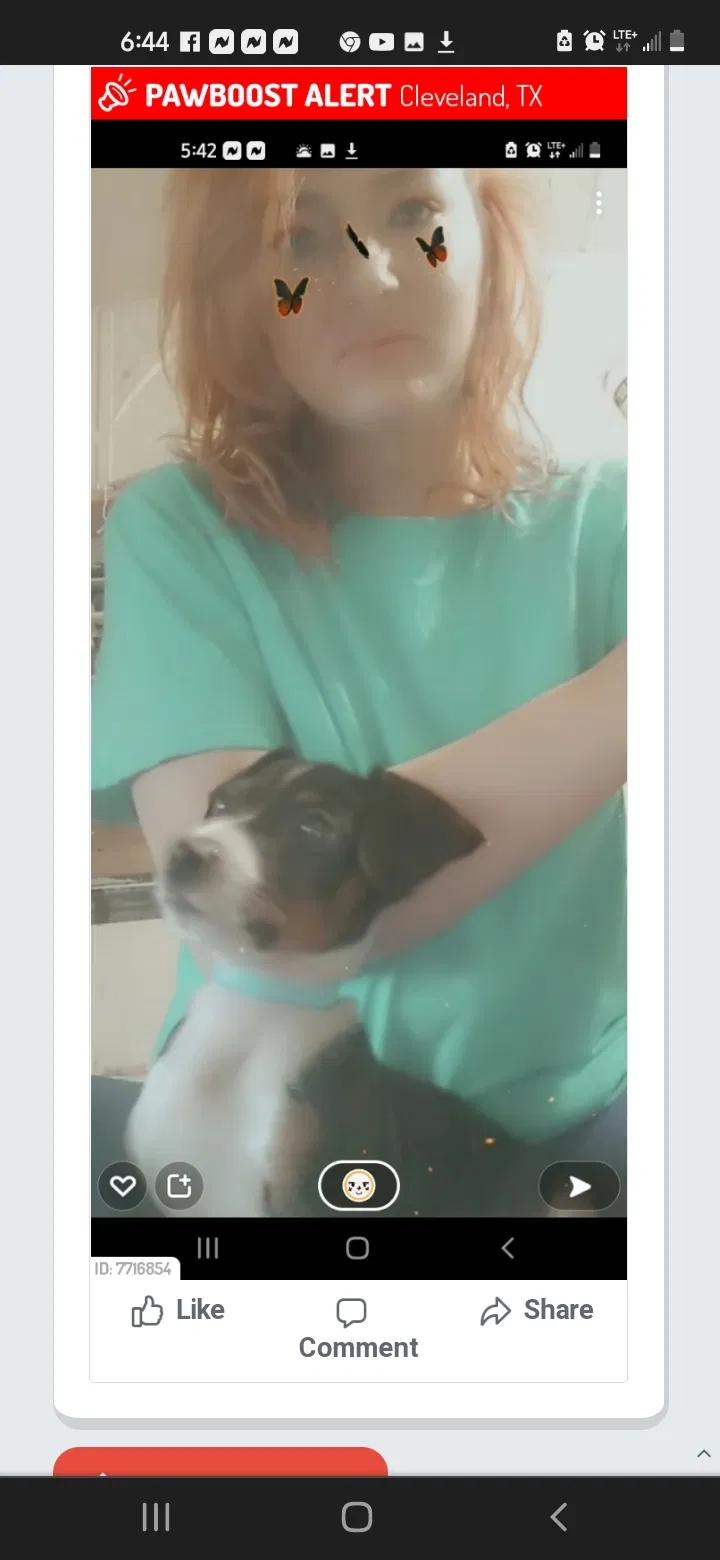 Lost dog in Cleveland, TX, 77328