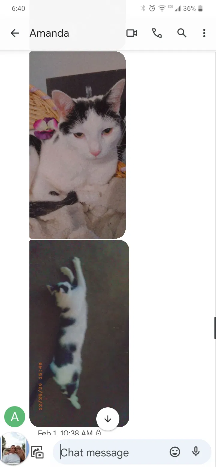 Lost cat in Denver, CO, 80229