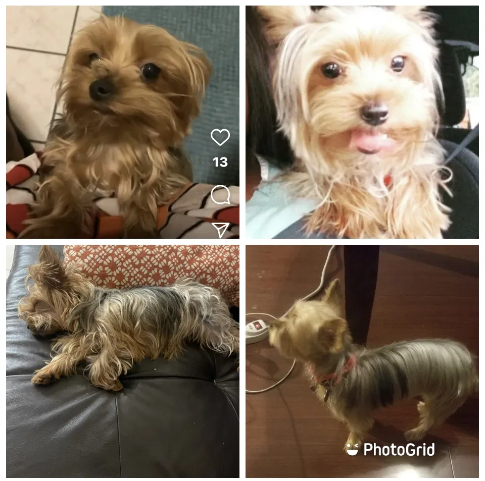 Lost dog in Gardena, CA, 90249
