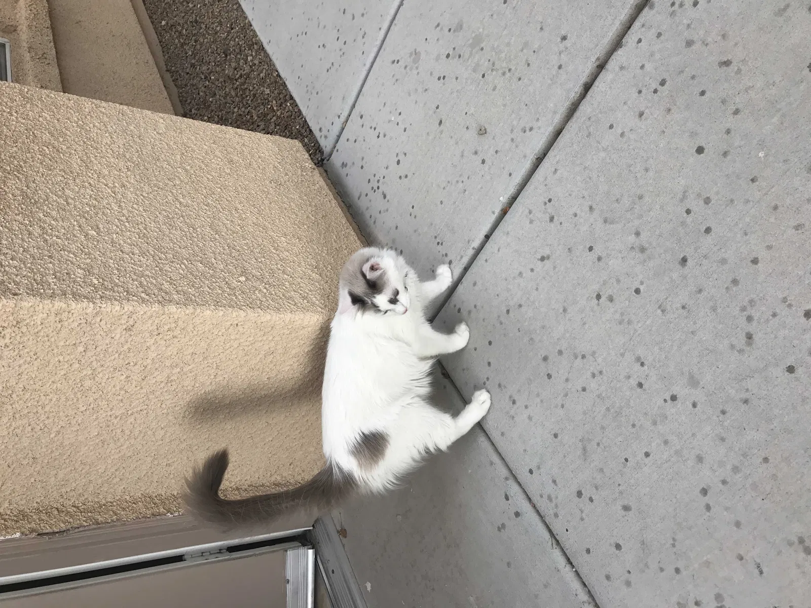 Lost cat in Las Vegas, NV, 89178