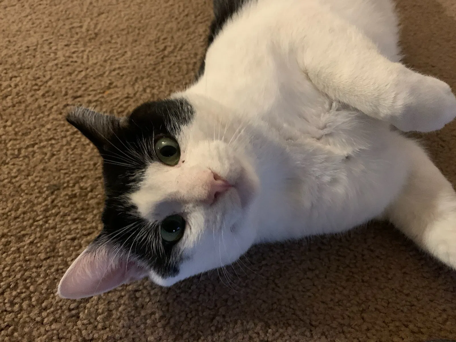 Lost cat in Davis, CA, 95616