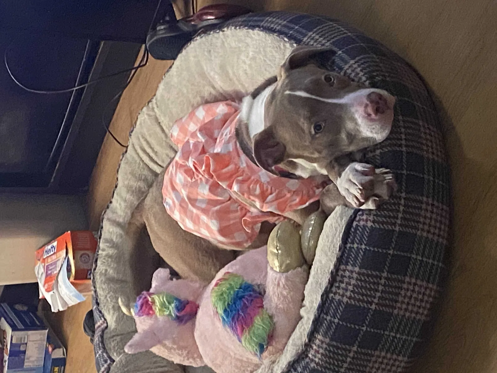 Lost dog in Redford, MI, 48239