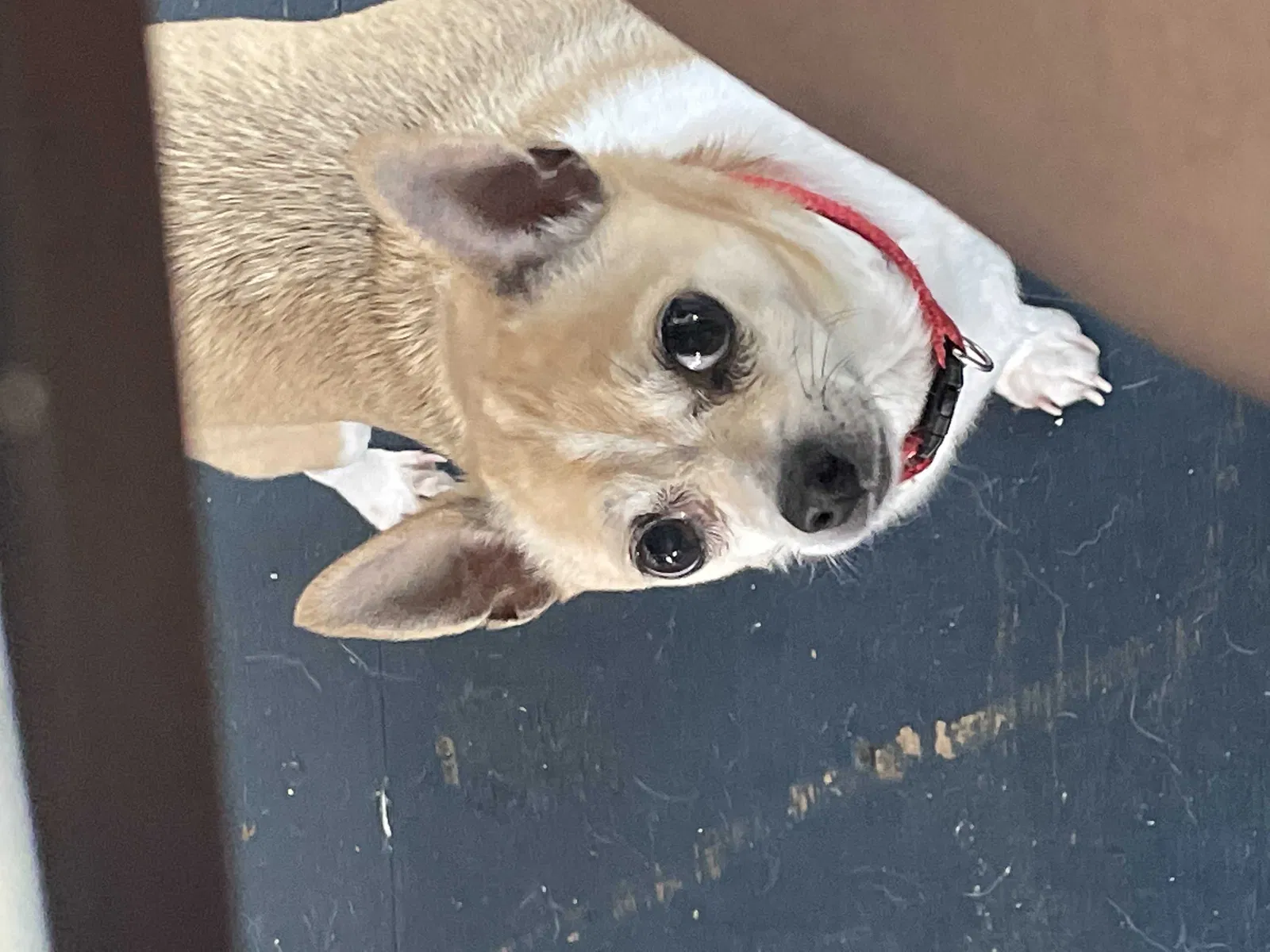 Lost dog in Rocklin, CA, 95677