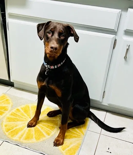Lost dog in Perris, CA, 92571