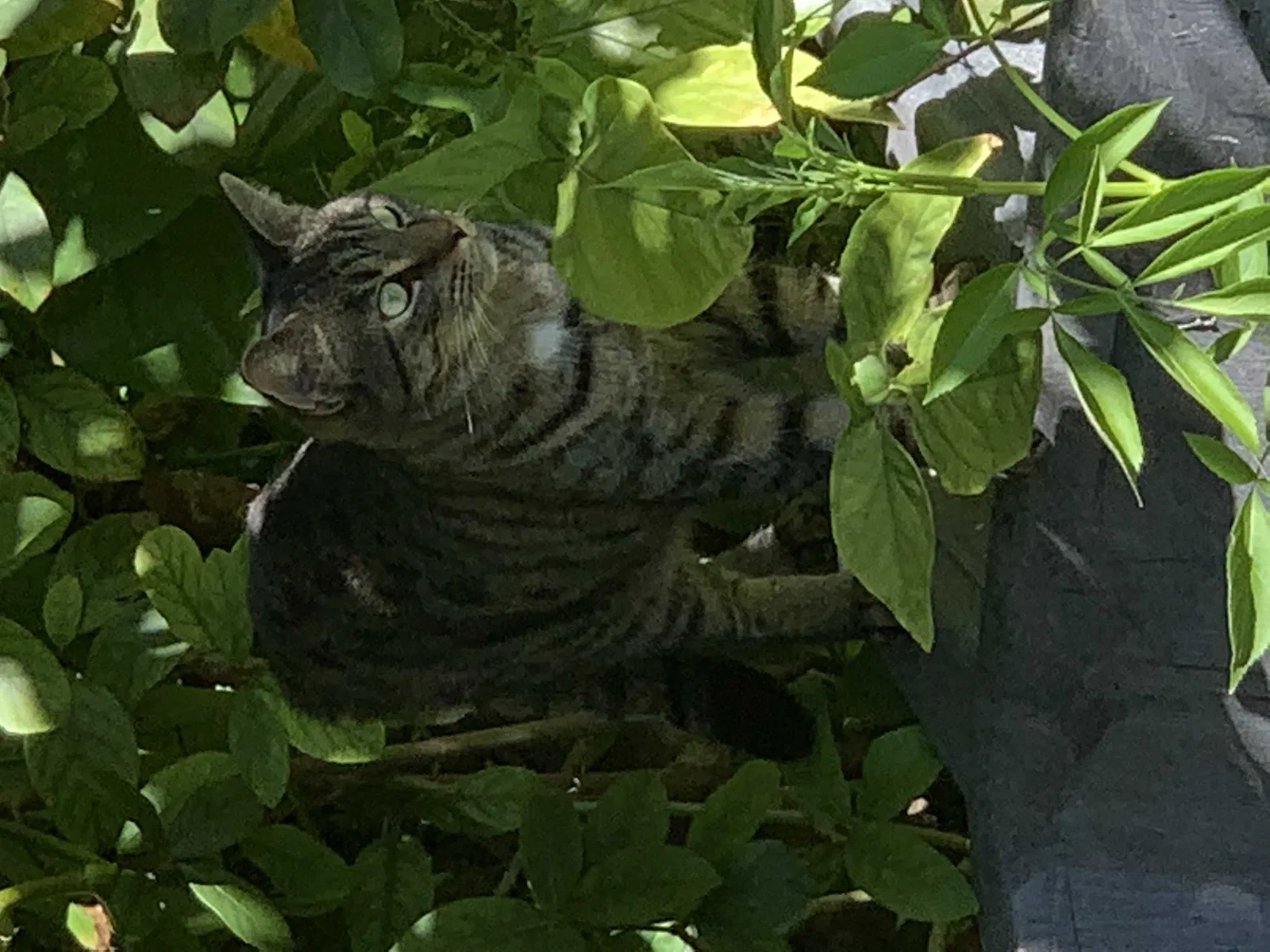 Lost cat in Daytona Beach, FL, 32119