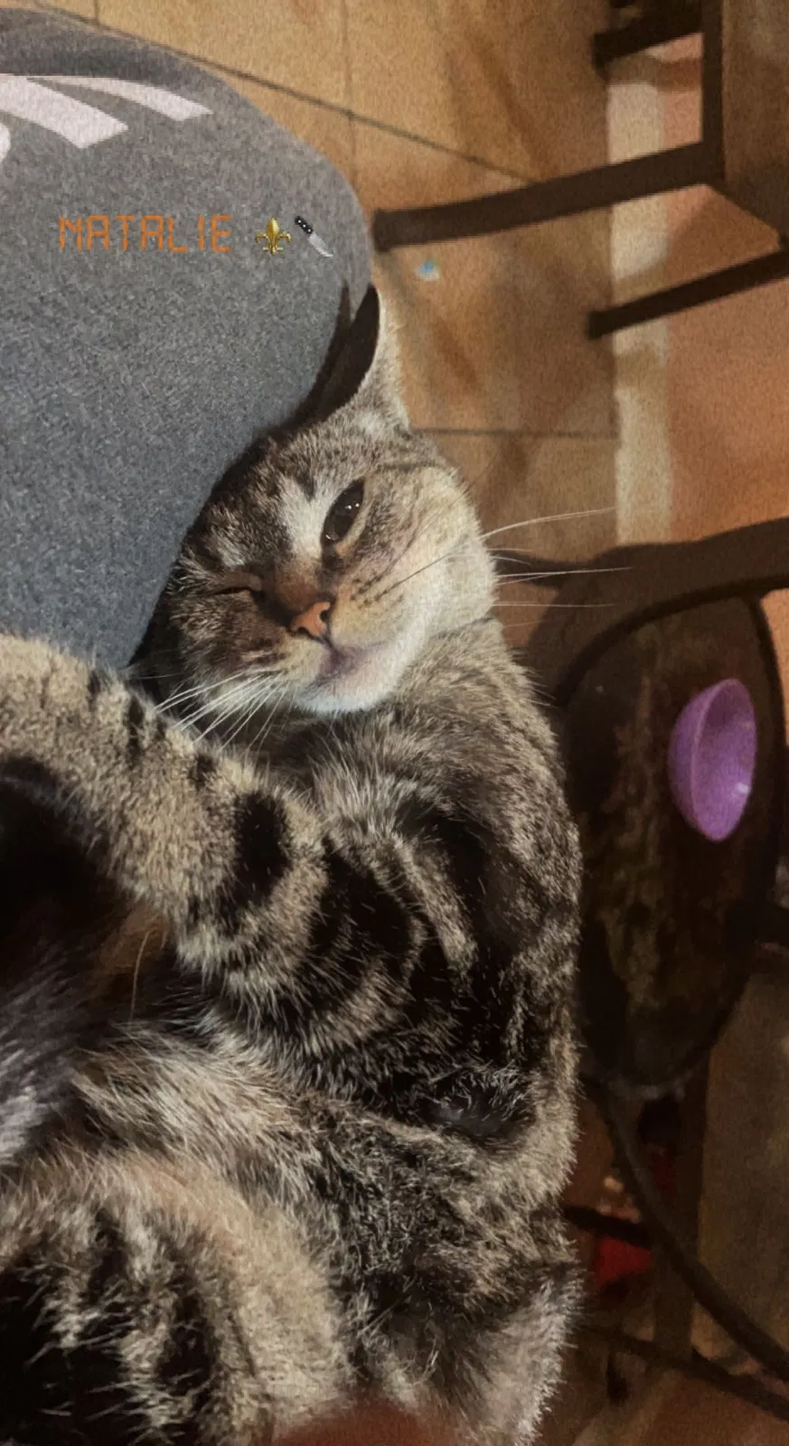 Lost cat in San Diego, CA, 92114