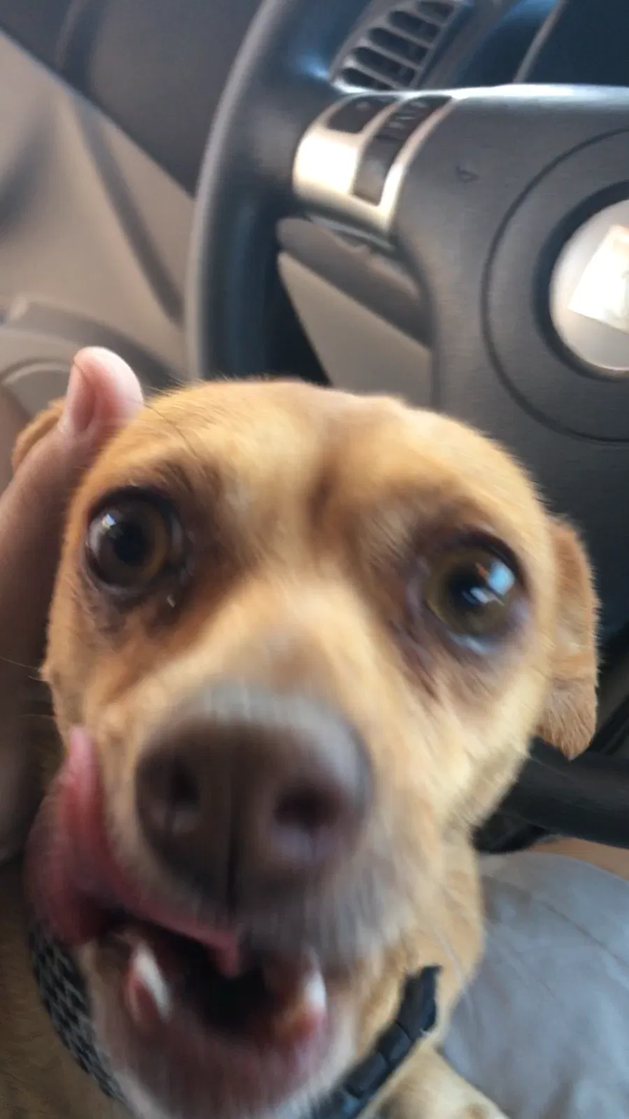 Lost dog in Edinburg, TX, 78541