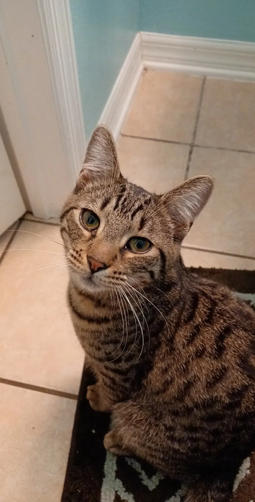 Lost cat in Groveland, FL, 34736