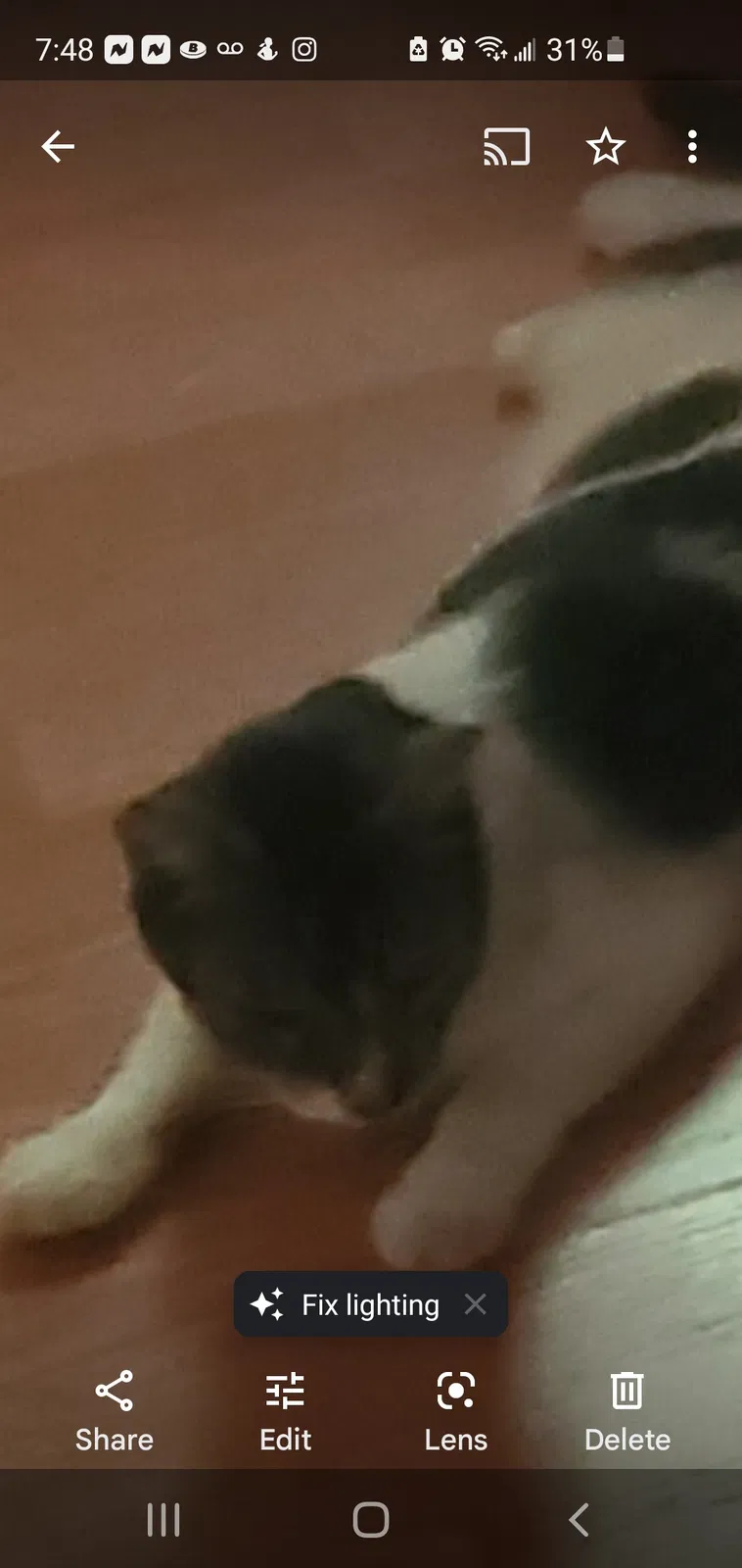 Lost cat in La Quinta, CA, 92253