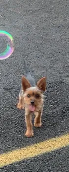 Lost dog in San Antonio, TX, 78217