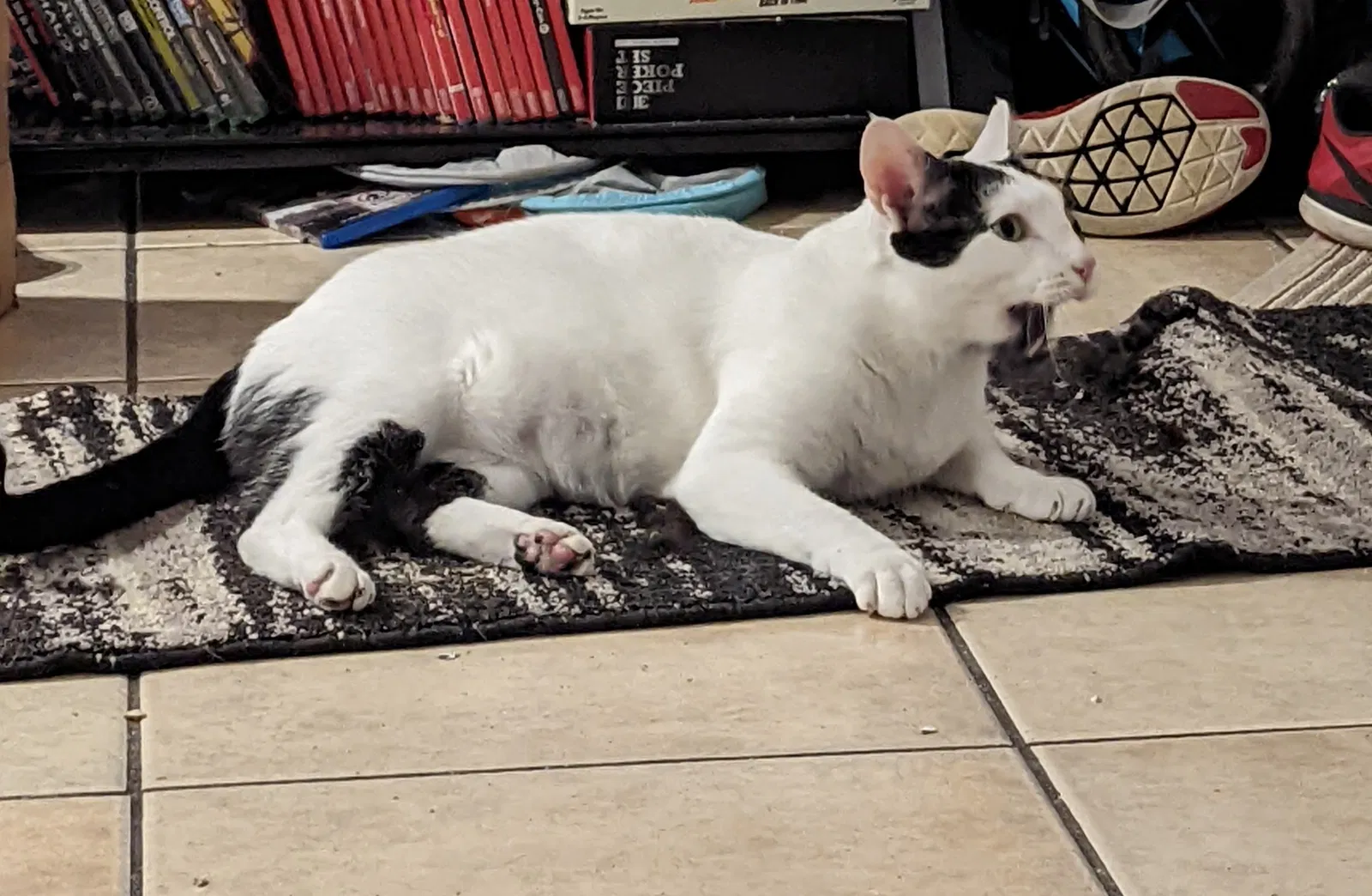 Lost cat in Pompano Beach, FL, 33060