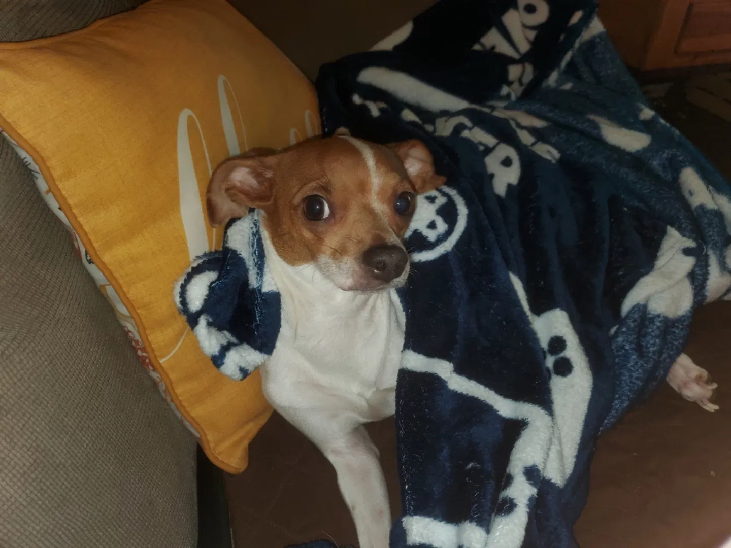 Lost dog in San Antonio, TX, 78251