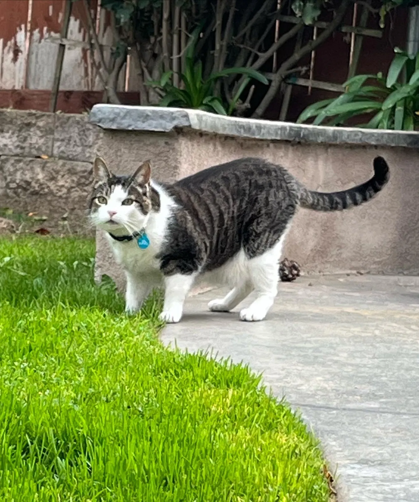 Lost cat in San Marcos, CA, 92078