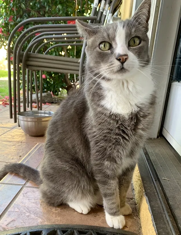 Lost cat in San Bernardino, CA, 92407