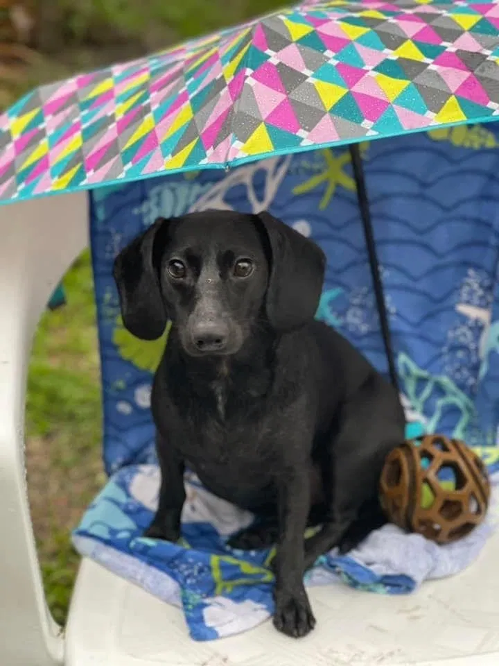 Lost dog in Wildwood, FL, 34785