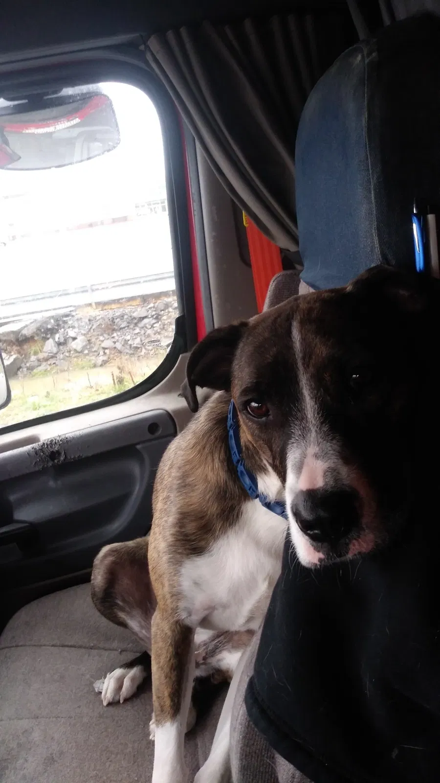 Lost dog in Pittston, PA, 18640
