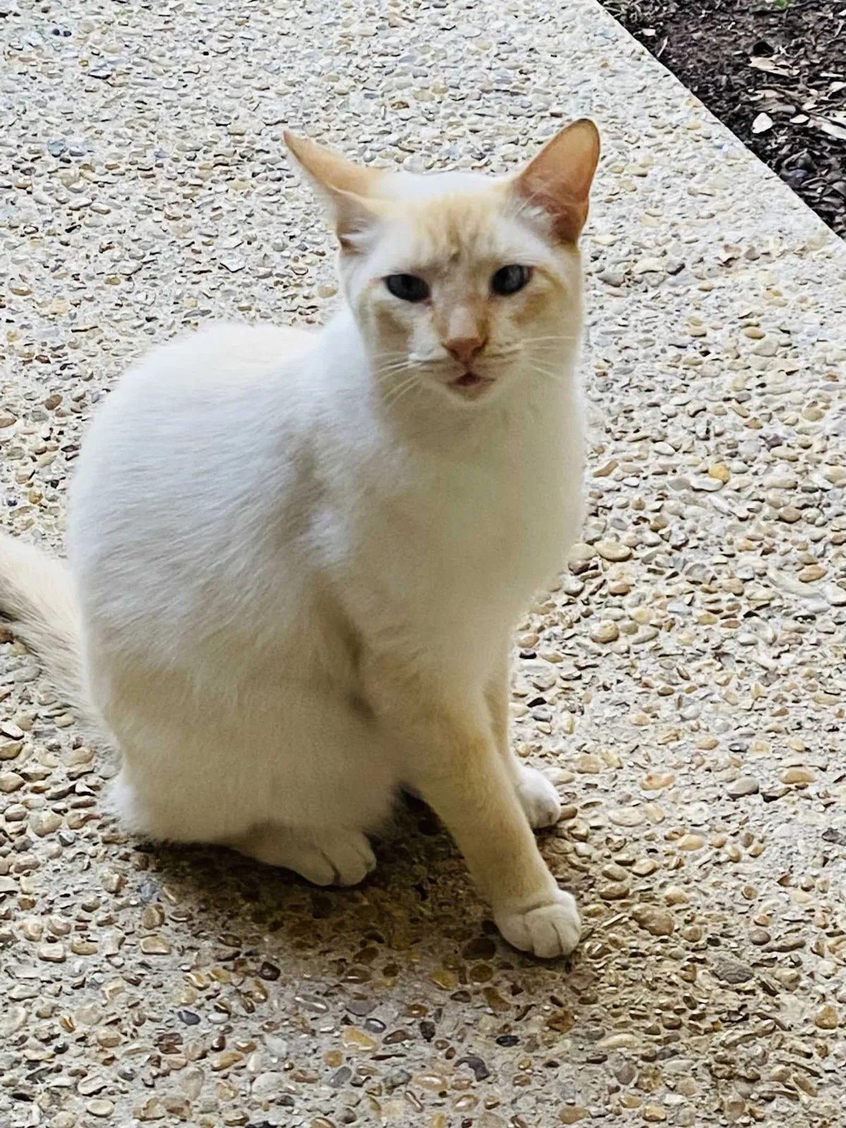 Lost cat in San Antonio, TX, 78249