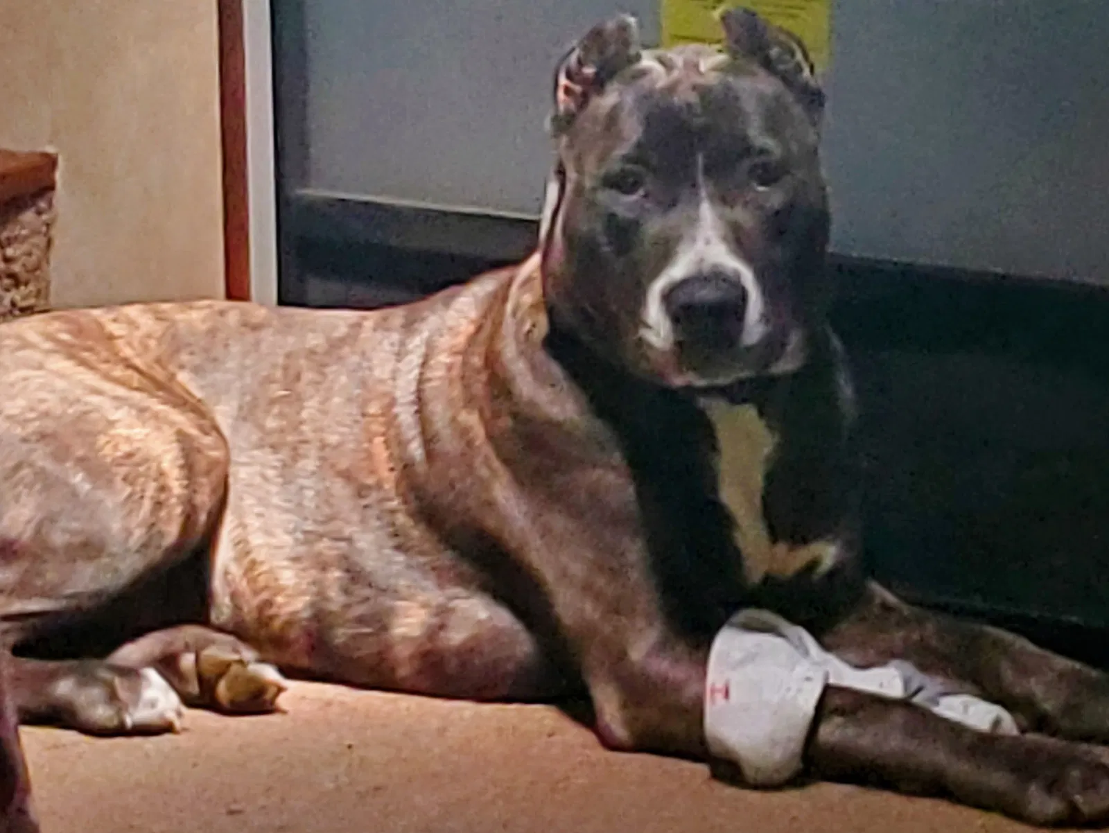 Lost dog in Dunnegan, MO, 65640