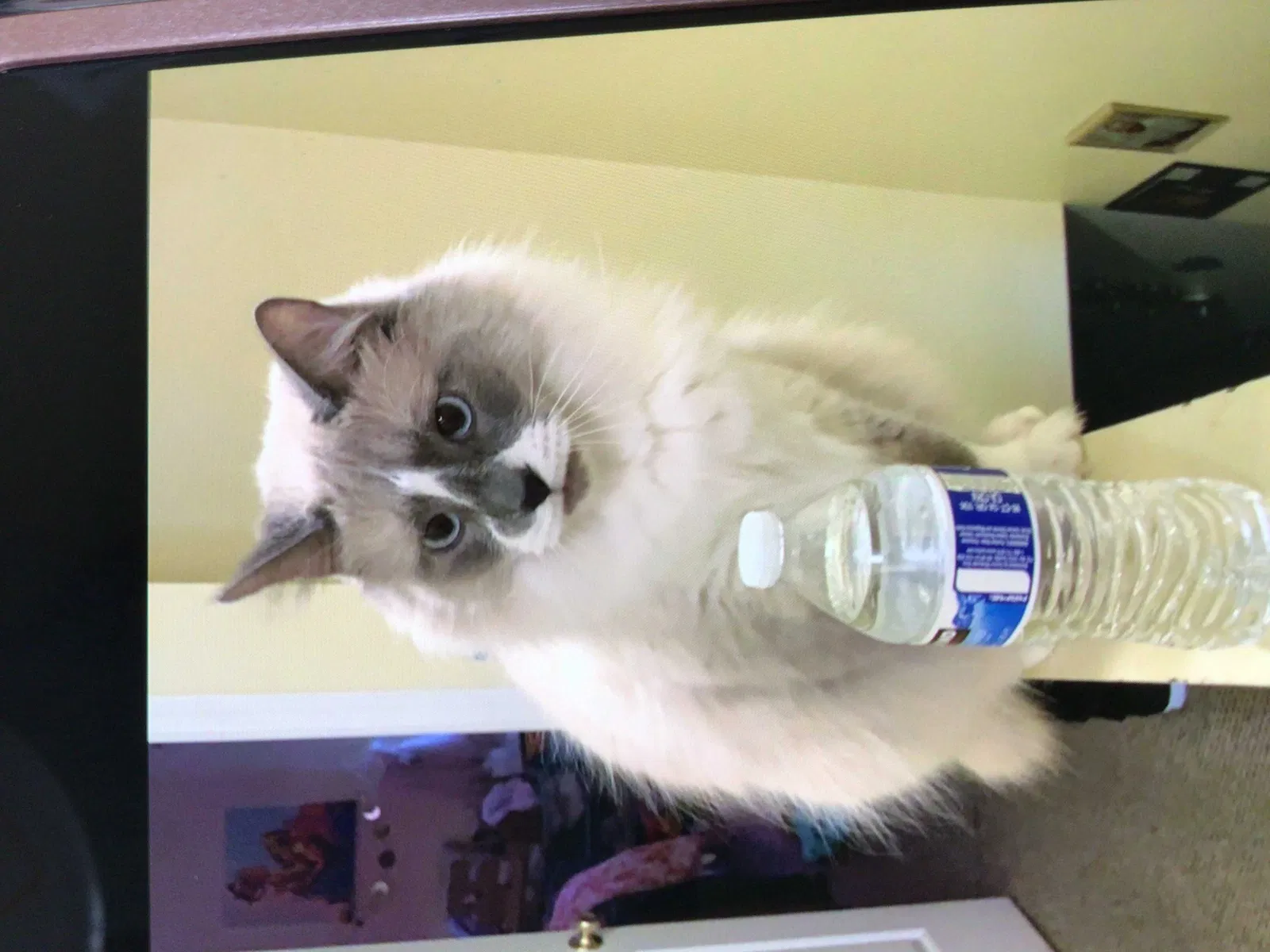 Lost cat in Lexington, KY, 40508