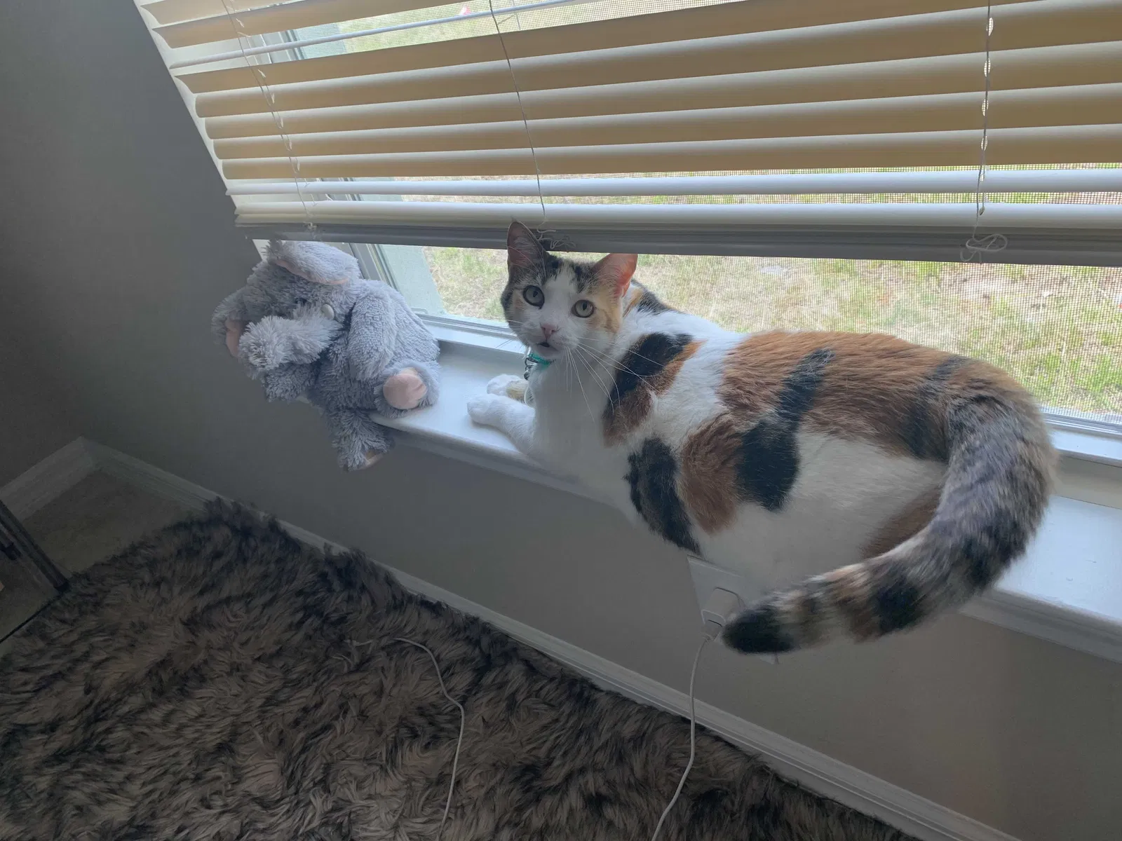 Lost cat in Cape Coral, FL, 33993