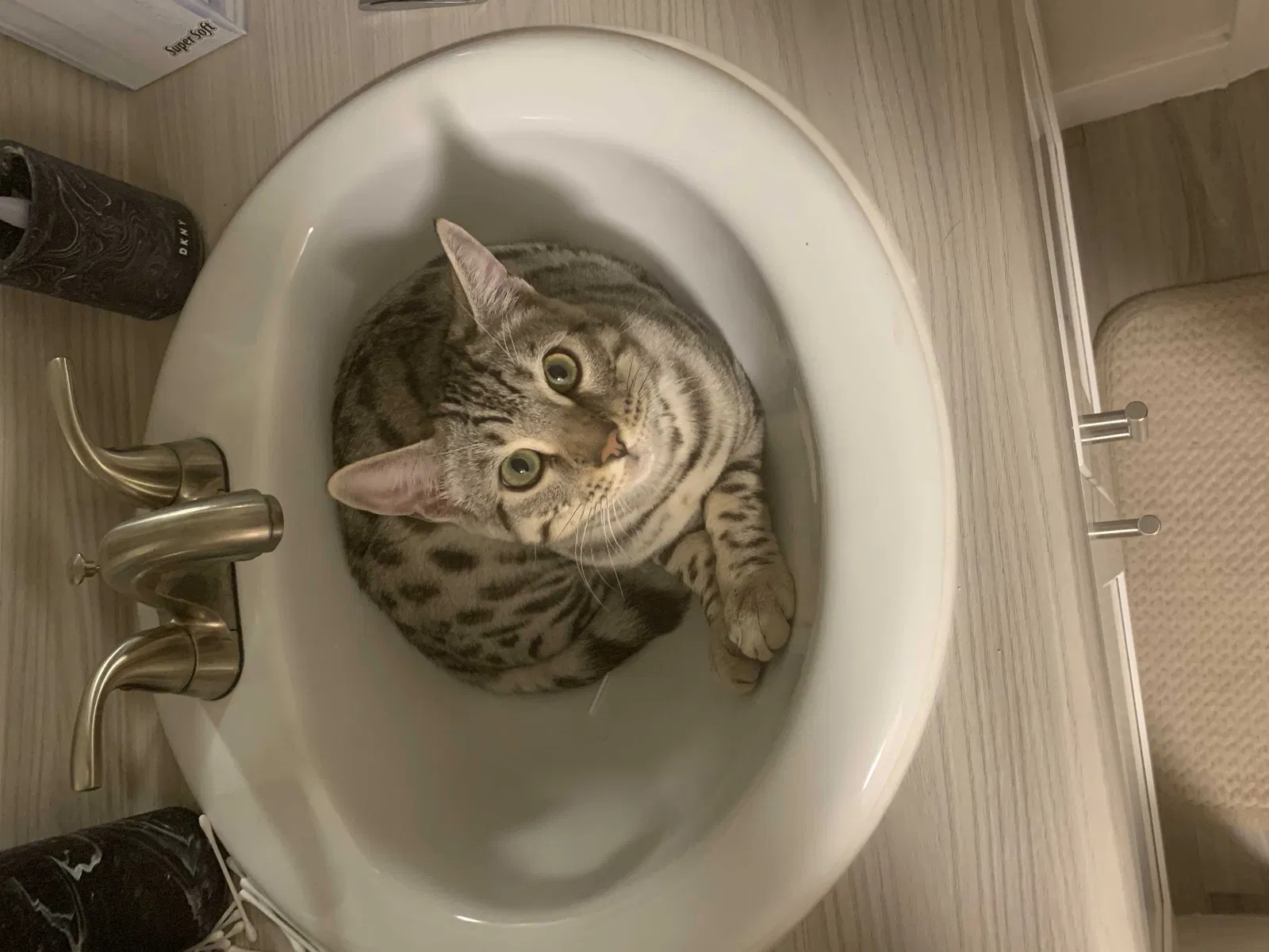 Lost cat in Oceanside, CA, 92056