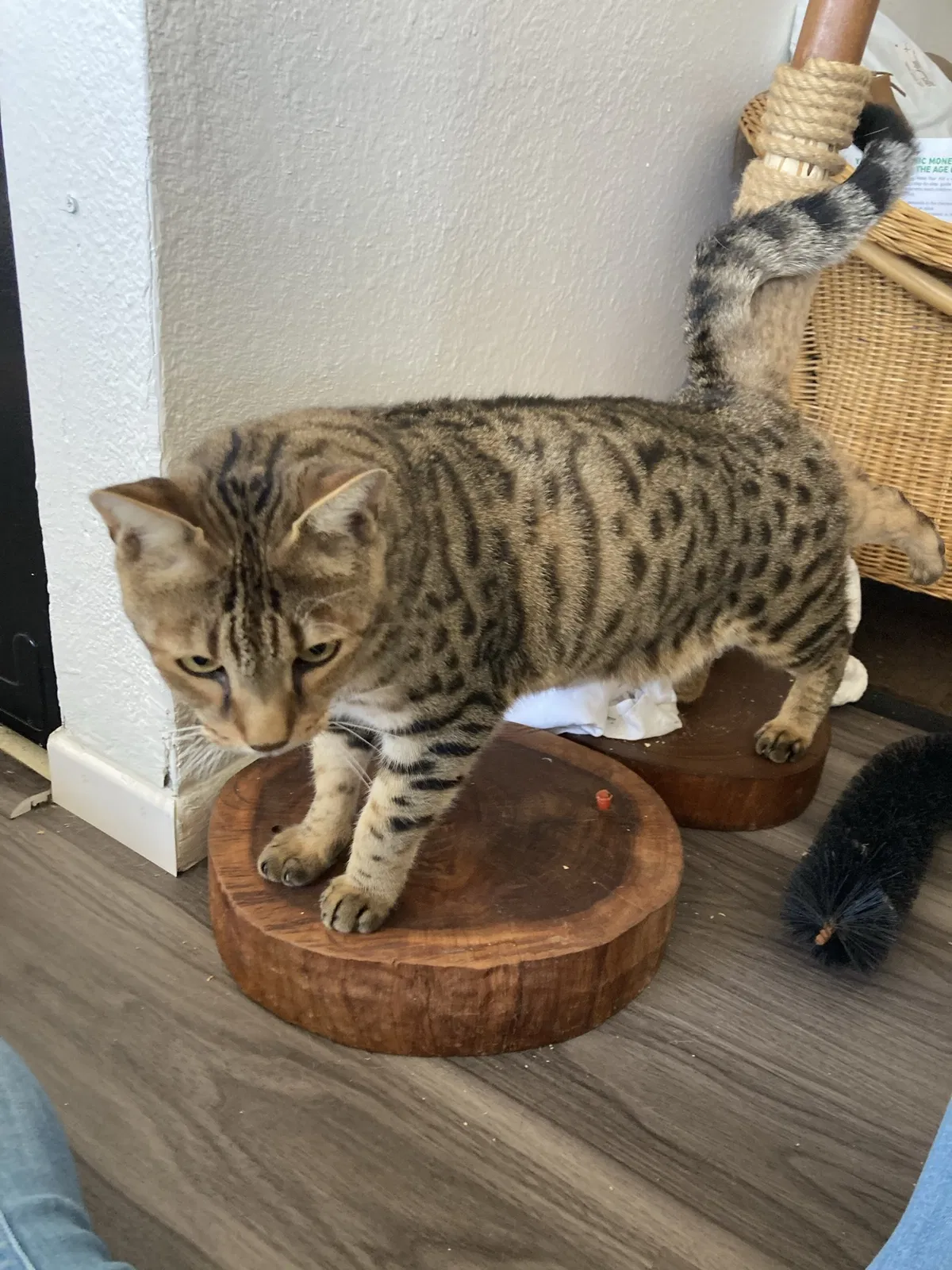 Lost cat in Oceanside, CA, 92056