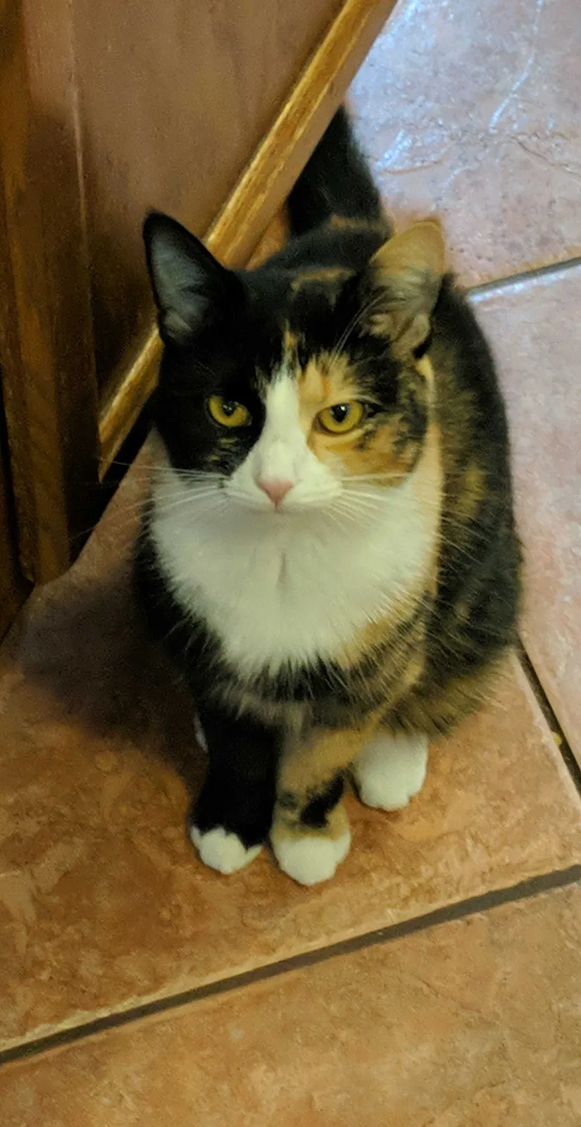 Lost cat in Lewisville, NC, 27023