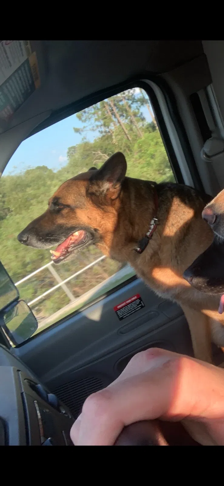 Lost dog in North Fort Myers, FL, 33917