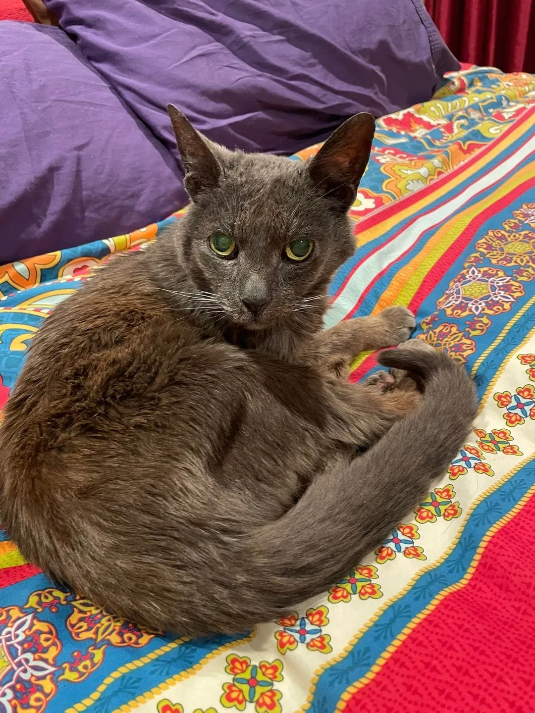Lost cat in Oakland, CA, 94601