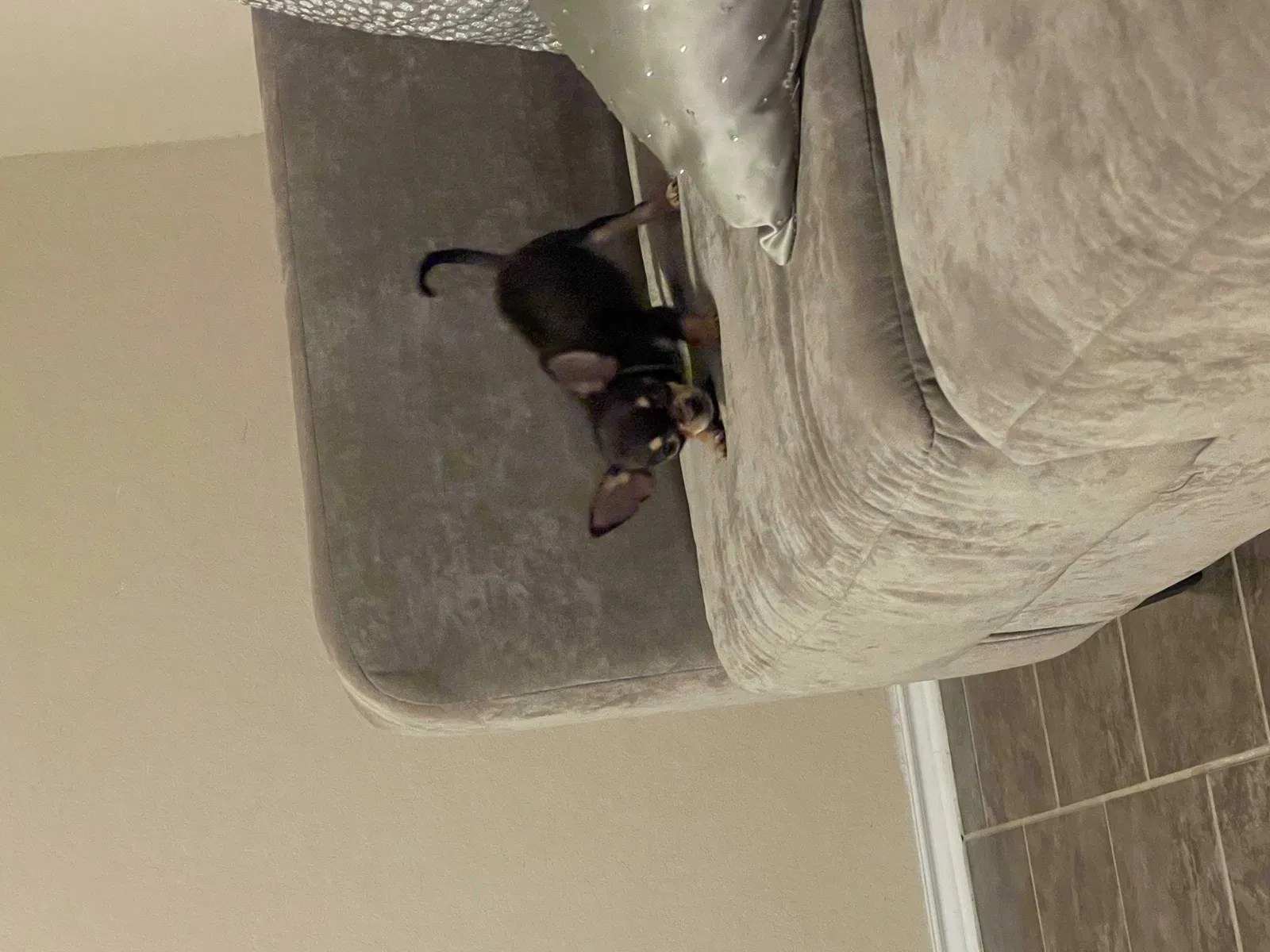 Lost dog in San Antonio, TX, 78245