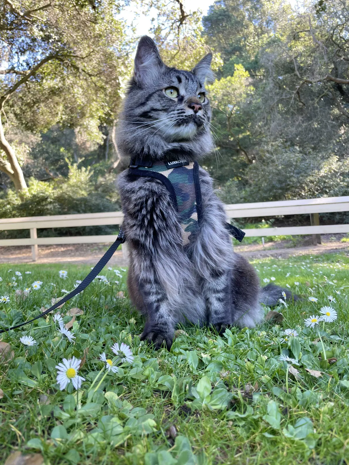 Lost cat in Salinas, CA, 93906